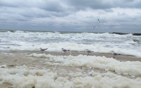 Одесские пляжи украсило редкое природное явление “прибрежный капуччино” (фото, видео) «фото»