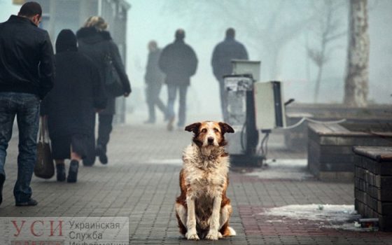 Зоозащитники призывают одесситов кормить и защищать уличных животных в морозы (фото) «фото»