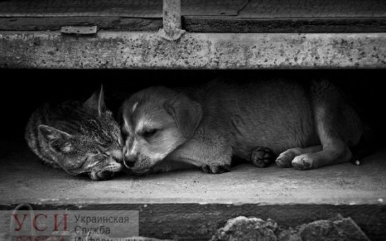 Госпотребслужба уточнила: массового убийства бездомных животных в Измаильском районе не будет «фото»