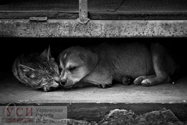 Госпотребслужба уточнила: массового убийства бездомных животных в Измаильском районе не будет «фото»