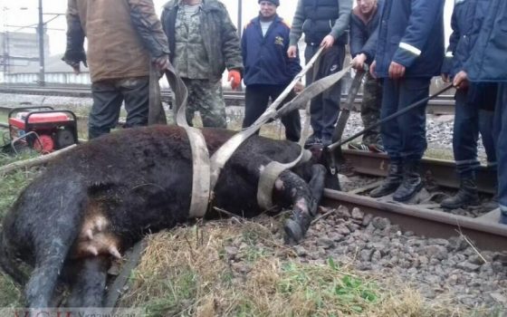 Под Березовкой спасли корову, упавшую в коллектор (фото) «фото»
