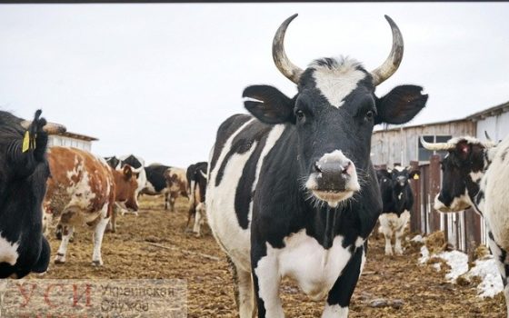 Хозяйства с крупным рогатым скотом в Одесской области получат почти 3,5 миллиона гривен «фото»