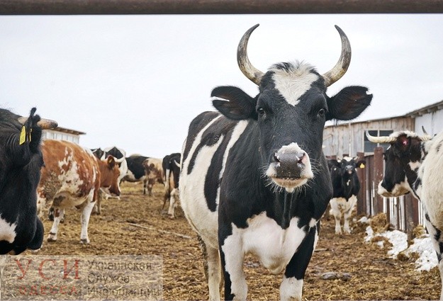 Хозяйства с крупным рогатым скотом в Одесской области получат почти 3,5 миллиона гривен «фото»
