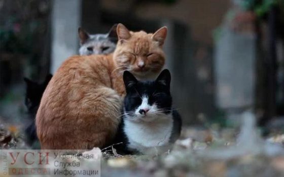 Готовьте пуховики и одеяла, – одесситам обещают первые морозные ночи «фото»