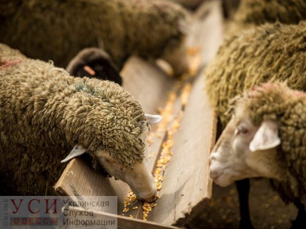 Одесские волонтеры просят помощи для спасенных овец – иначе они умрут от голода «фото»