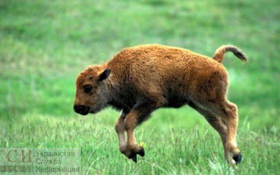 В Одесском зоопарке за последние 30 лет появится бизон, за него заплатят 84 тысячи гривен «фото»