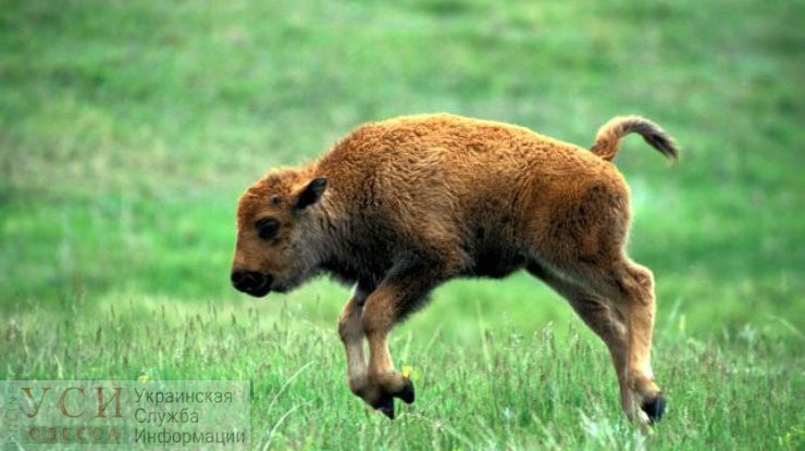 В Одесском зоопарке за последние 30 лет появится бизон, за него заплатят 84 тысячи гривен «фото»