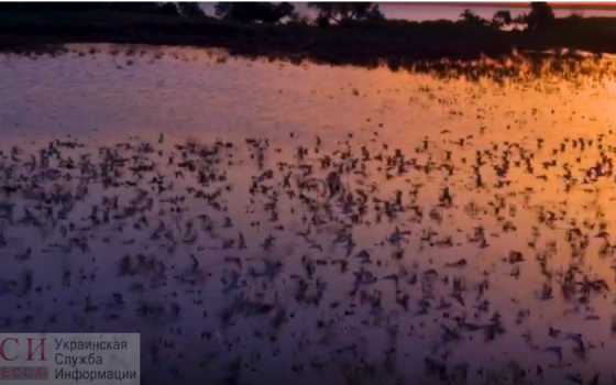 Завораживающая красота: в Тузловских лиманах с дрона сняли перелетных птиц на рассвете (видео) «фото»