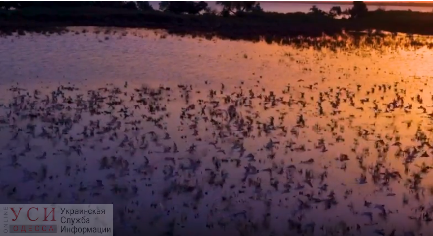 Завораживающая красота: в Тузловских лиманах с дрона сняли перелетных птиц на рассвете (видео) «фото»