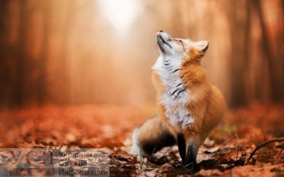 Ясная погода будет радовать одесситов в течение прохладного дня «фото»