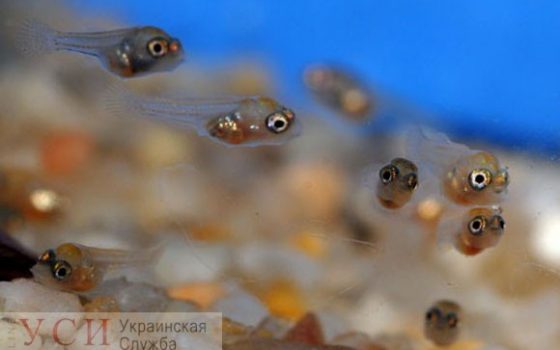 Около 3 миллионов рыб выпустят в Хаджибейский лиман, в котором страдает экосистема «фото»