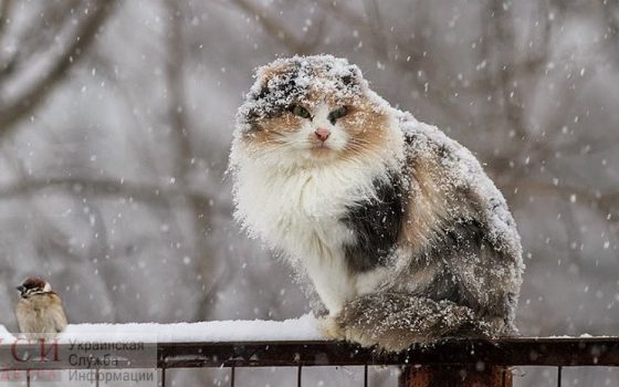 Одессе второй день будет идти снег «фото»