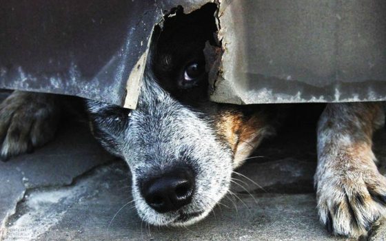 В Измаиле отлавливать животных будут работники местной мусорной свалки за 190 тысяч «фото»