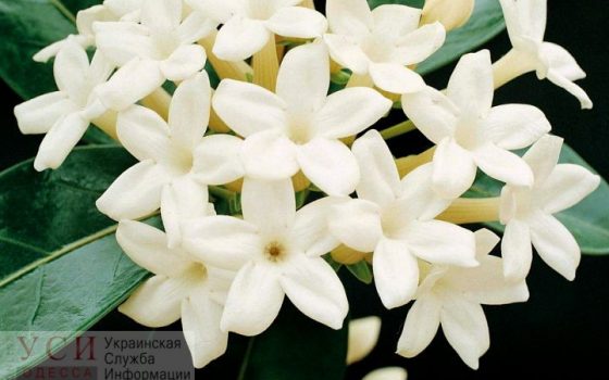 Блоки и кусты жасмина: парк у мемориала 411-й батареи полностью оградили от автохамов «фото»