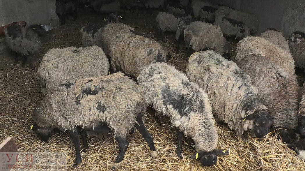Ни оспы, ни ящура ни Сибирской язвы: анализы показали, что многострадальные овцы здоровы (фото) «фото»
