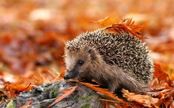 В начале недели синоптики прогнозируют перепады температуры и туман «фото»