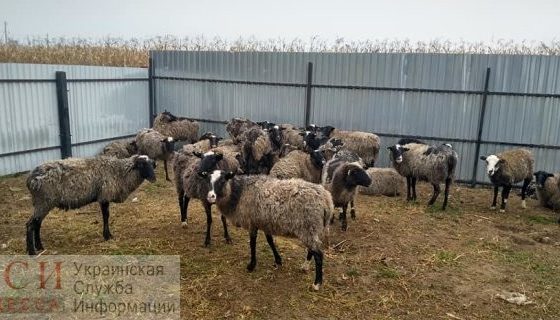 Начальника одесской службы ветсанконтроля привлекут к ответственности за незаконное удерживание овец в Черноморском порту «фото»