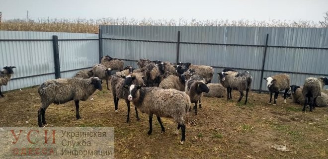 Начальника одесской службы ветсанконтроля привлекут к ответственности за незаконное удерживание овец в Черноморском порту «фото»