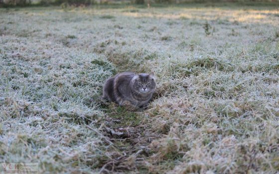 Восточный ветер принес в Одессу первые заморозки и переменную облачность «фото»