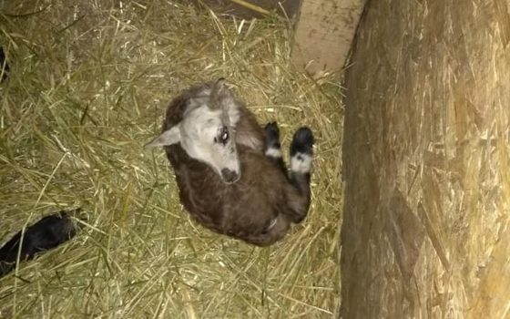 Спасенные от смерти овцы из Черноморска дали здоровое потомство (фото) «фото»