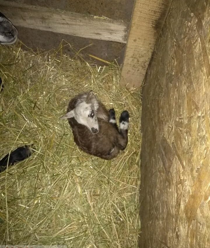 Спасенные от смерти овцы из Черноморска дали здоровое потомство (фото) «фото»