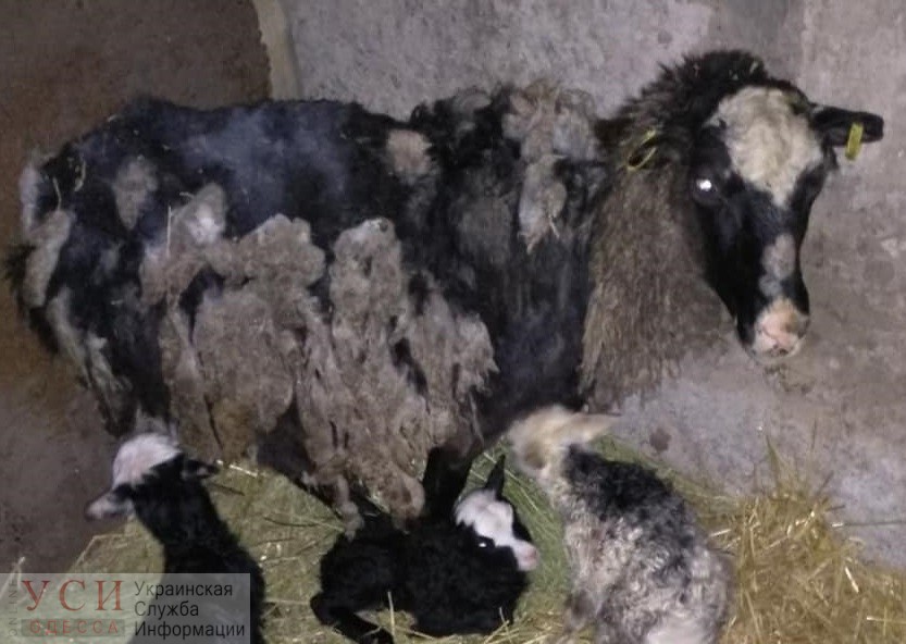 Спасенных овец отправят жить на экоферму под Киевом, а в порту продолжают мучить других животных «фото»