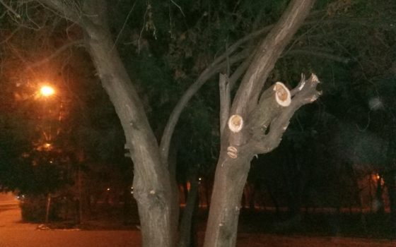 Активисты считают, что уничтожение зеленых насаждений в Преображенском парке связано с расчисткой земли для МАФов (фото) «фото»