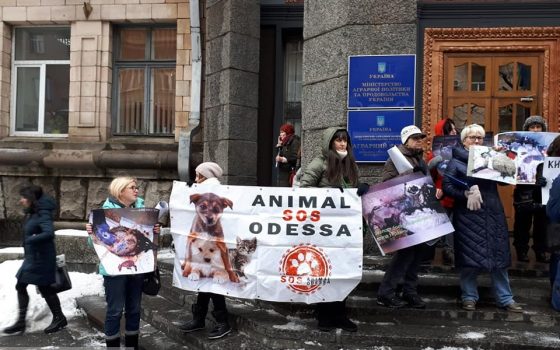 Одесские зоозащитники вышли на пикет в Киеве, требуя наказать виновных в гибели овец usionline.com Одесские зоозащитники вышли на пикет в Киеве, требуя наказать виновных в гибели овец «фото»