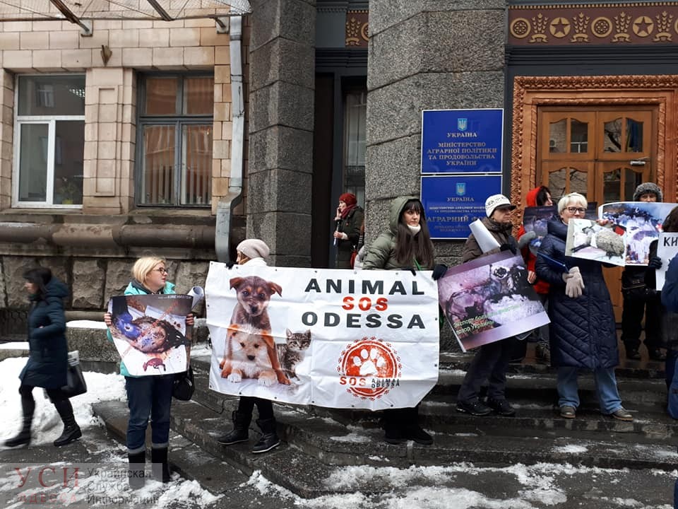 Одесские зоозащитники вышли на пикет в Киеве, требуя наказать виновных в гибели овец «фото»