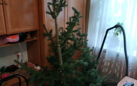 Полиция задержала злоумышленника, который украл верхушку елки в Измаиле: он хотел удивить девушку «фото»