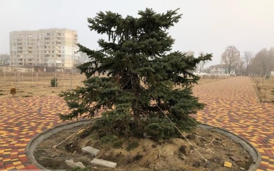 В Измаиле неизвестные спилили верхушку 6-метровой елки в центре парка «фото»