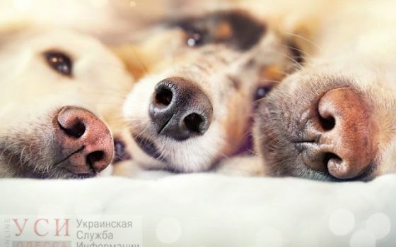 В Одессе будет пасмурно и холодно, но без снега «фото»