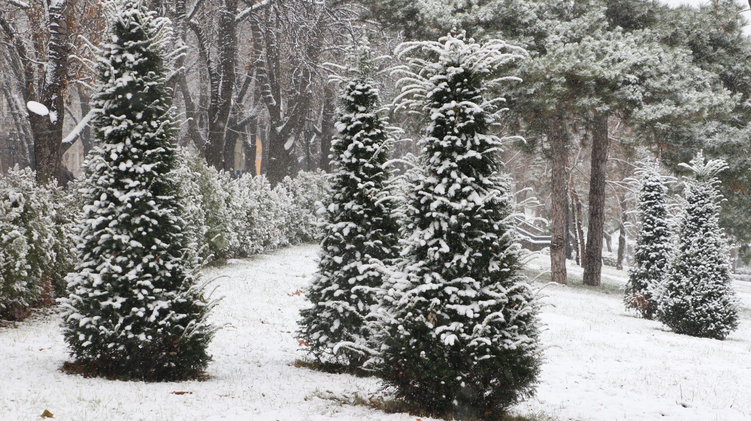 Два часа зимы: как выглядела Одесса под снежным покровом (фоторепортаж) «фото»