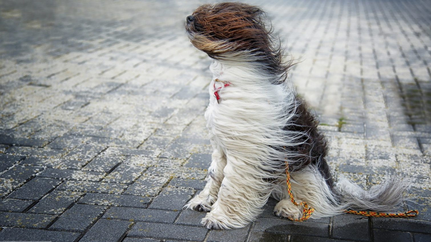 В Одессе объявлено штормовое предупреждение: синоптики обещают сильные порывы ветра «фото»
