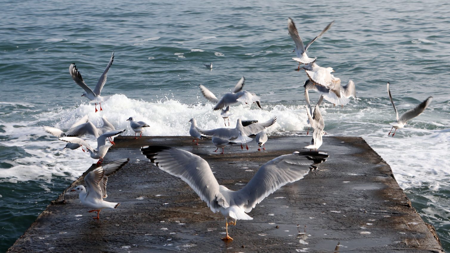 Зимнее солнце в Одессе радует любителей прогулок у моря (фото) «фото»