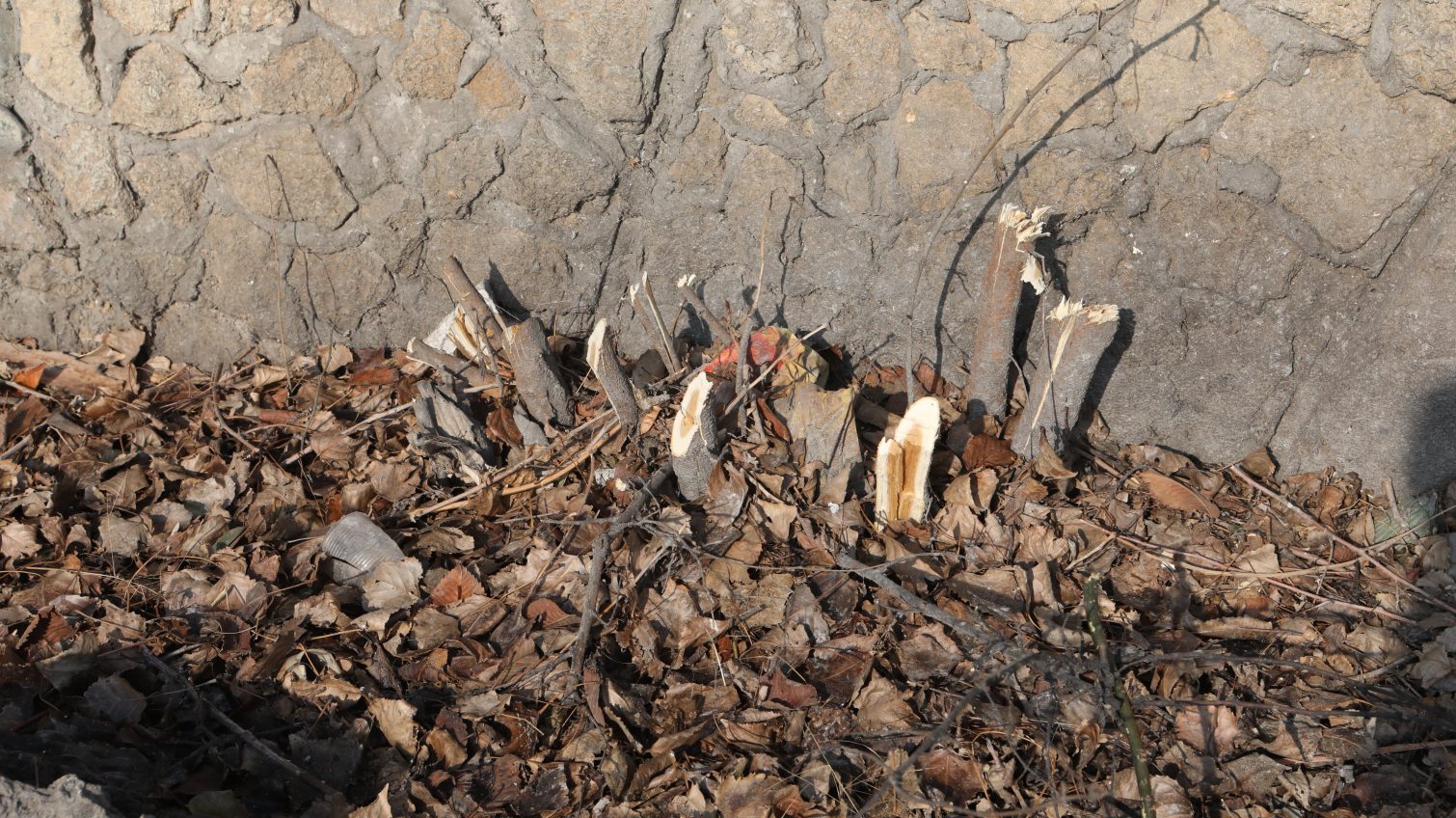 После незаконного сруба молодых деревьев склоны на Ланжероне превратились в пустырь (фото) «фото»