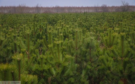 В предвкушении Нового года: эксперты дают советы одесситам о том, как выбрать праздничную ель (фото) «фото»