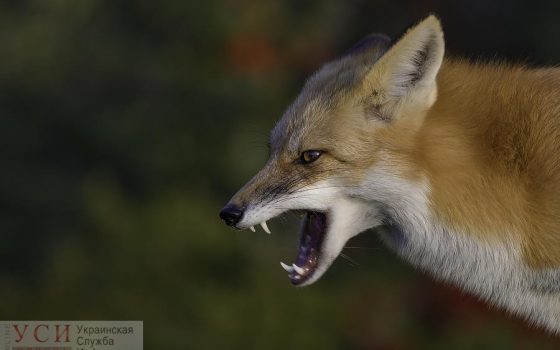 В Одесской области диких животных иммунизириуют от бешенства, сбросив приманку с вакциной с самолета «фото»