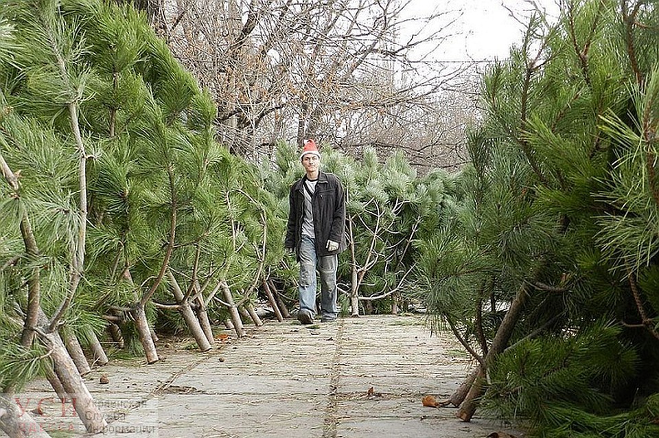 Полиция Южного изъяла у предпринимателя незаконно вырубленные елки «фото»