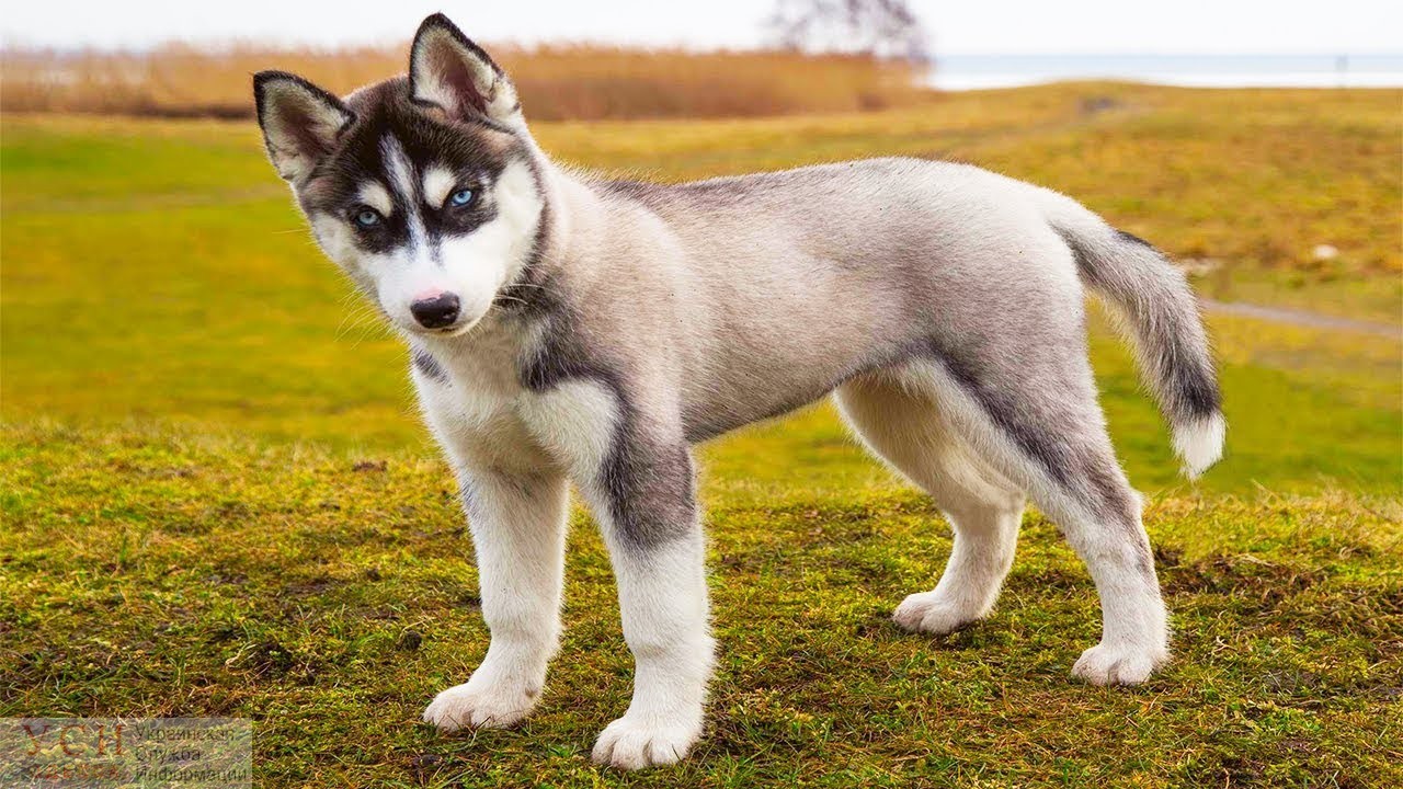 В Одессе регистрация каждой собаки обойдется владельцу в 80 гривен «фото»