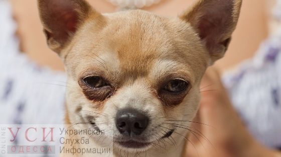 В Одессе отложили введение платной регистрации собак: в городе меняют правила содержания животных «фото»