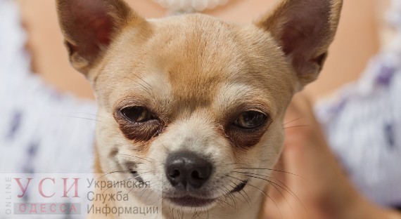 В Одессе отложили введение платной регистрации собак: в городе меняют правила содержания животных «фото»