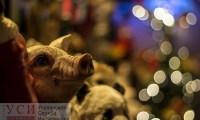 Пострадавшим от чумы свиней жителям Одесской области компенсируют убытки «фото»