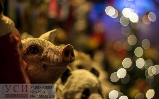 Пострадавшим от чумы свиней жителям Одесской области компенсируют убытки usionline.com Пострадавшим от чумы свиней жителям Одесской области компенсируют убытки «фото»