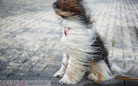 В Одессе потеплеет, но синоптики обещают сильный ветер «фото»