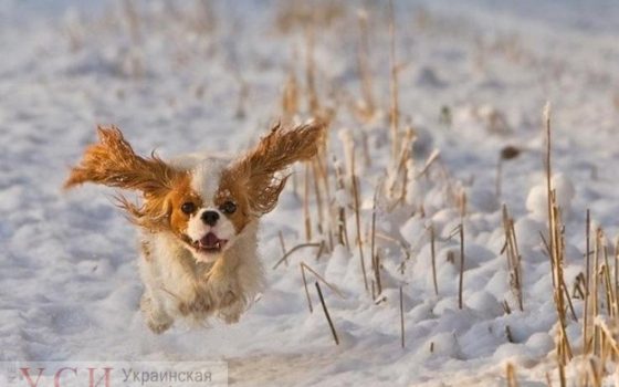 В Одессе похолодает: вечером обещают снег «фото»