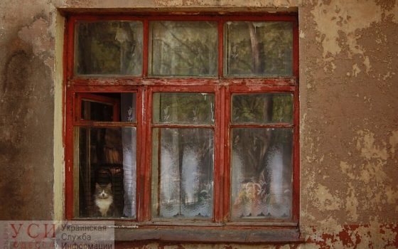 Трупный запах и антисанитария: одесситка забаррикадировалась с животными в квартире – соседи жалуются на невыносимую вонь (фото) «фото»