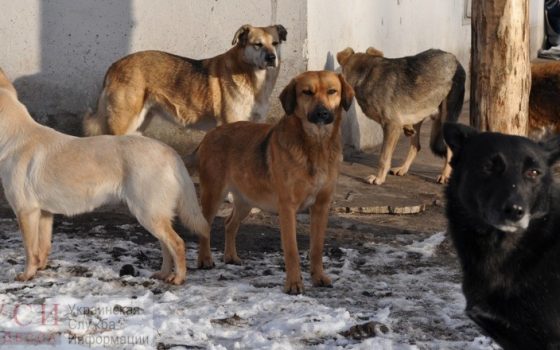 Бродячая собака сильно покусала парня в Черноморске (фото) «фото»