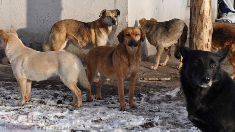 Бродячая собака сильно покусала парня в Черноморске (фото) «фото»