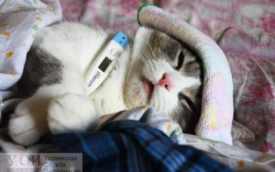 В Одессе 48 человек находятся в инфекционной больнице с гриппом «фото»